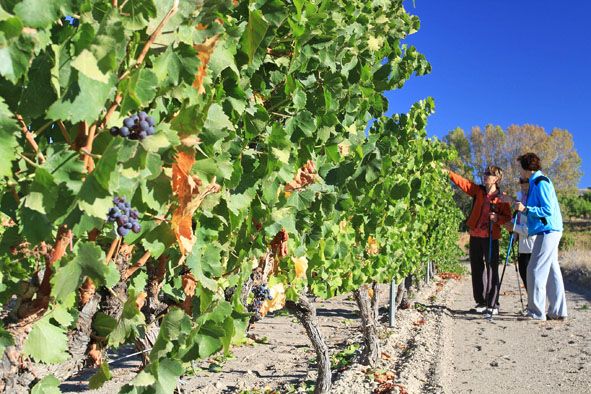 Más de 113.000 personas visitan las Rutas del Vino de Aragón en 2014